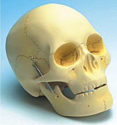 HUMAN SKULL